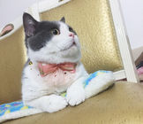 贅沢なレースのちょうネクタイ猫つば、独特なペットつばの装飾のサイズ10cm サプライヤー